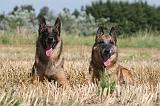 MALINOIS 941